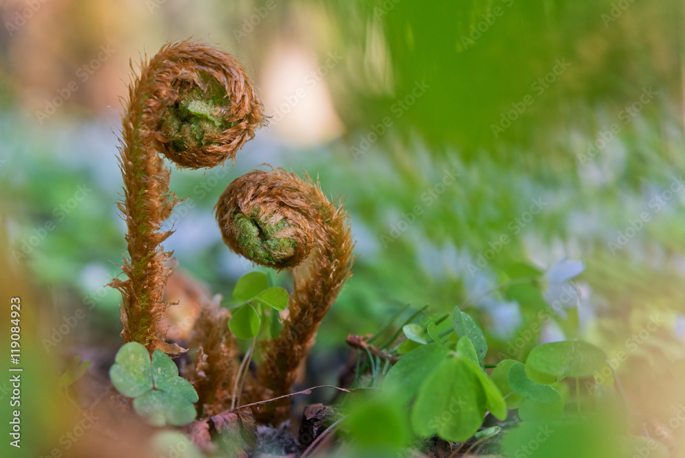 Two sprout of fern in blurry background, close-up shot. Two sprout of fern in blurry background, close-up shot.