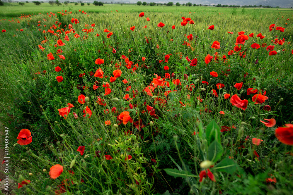 Obraz premium red wild flowers