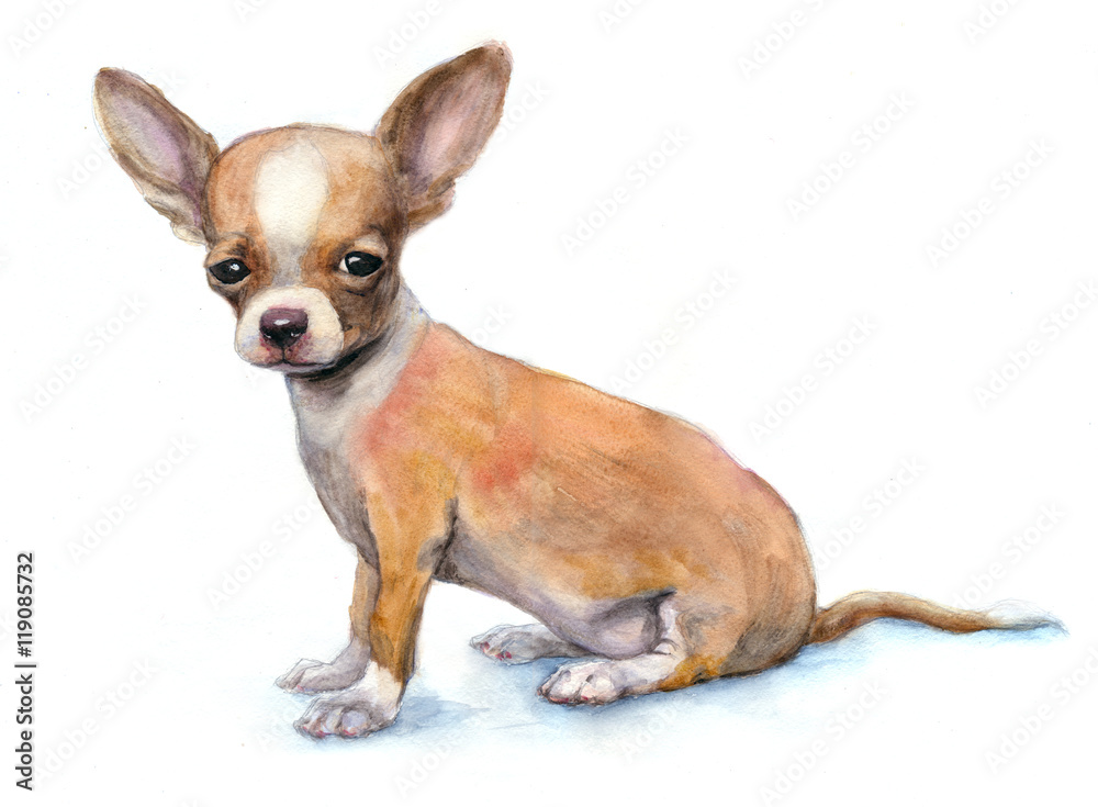 Watercolor Chihuahua puppy on white background