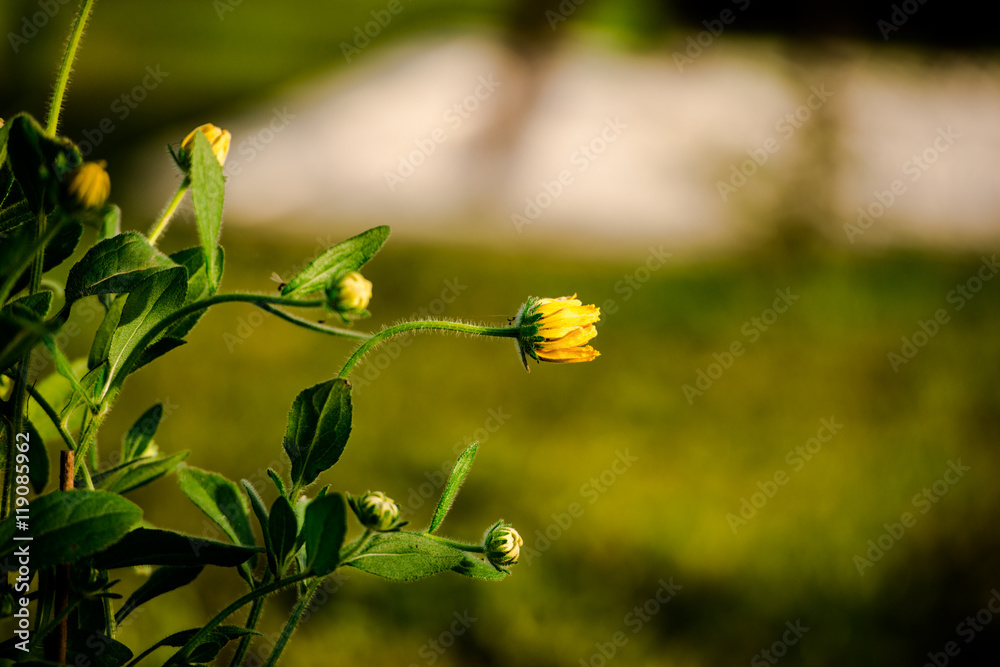 flowers at evening flowers at evening