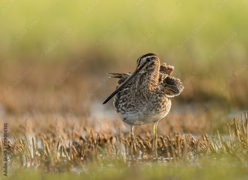 Fototapeta premium bekas