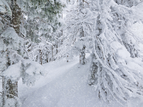 Elegant winter forest in lush frost during snowfall. © Belozorova Elena