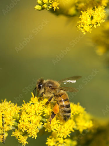 Honey bee on yellow flowers and collecting pollen. Close-up image