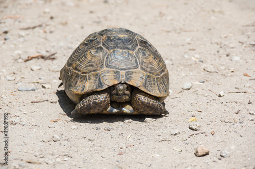 Tortoise on the path © gumbao