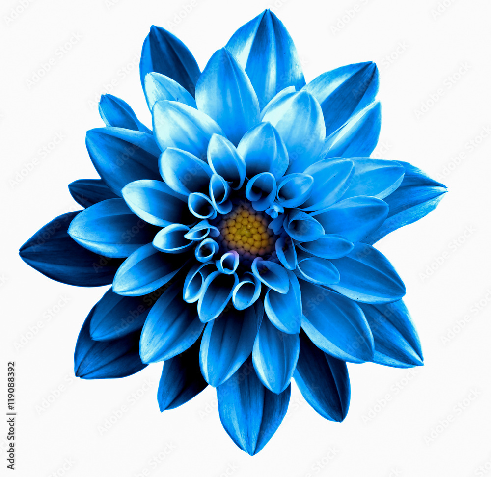 Obraz premium Surreal dark chrome blue flower dahlia macro isolated on white