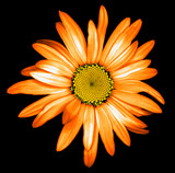 Surreal dark chrome orange daisy flower macro isolated on black