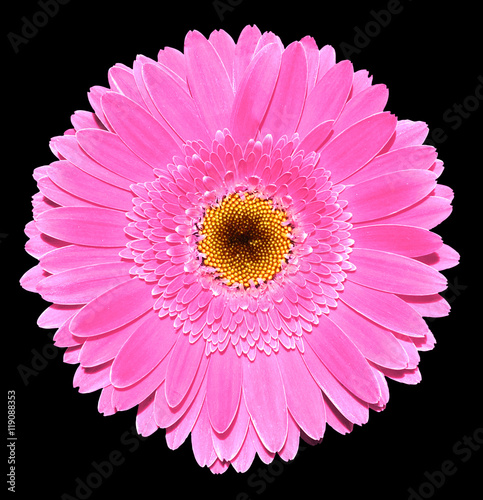 Pink gerbera flower macro photography isolated on black