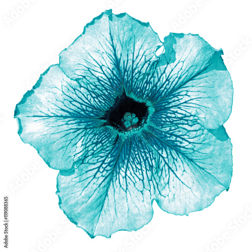 Turquoise althea flower macro isolated on white