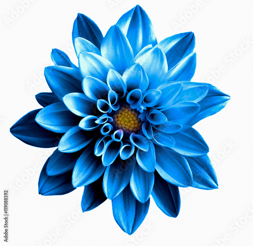 Surreal dark chrome blue flower dahlia macro isolated on white