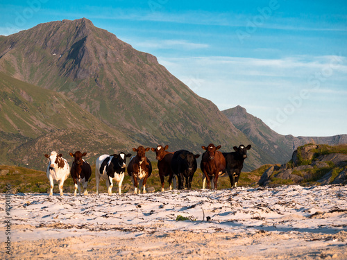 Herd of young cows standing on the shore on a background of mountains and blue sky