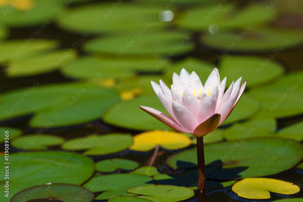 Water lily in the pond