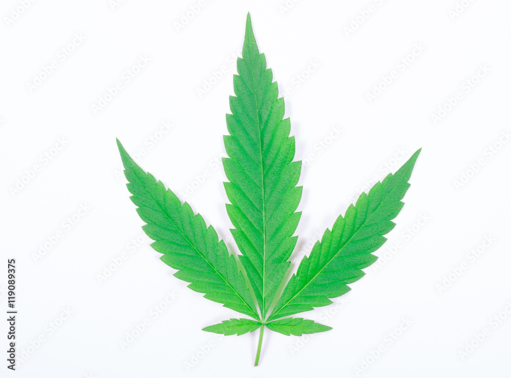 Cannabis leaf isolated on white. Close Up. Cannabis leaf isolated on white. Close Up.