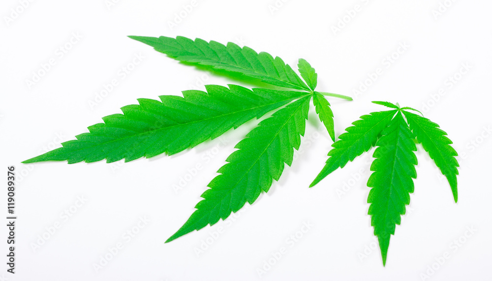 Cannabis leaf isolated on white. Close Up. Cannabis leaf isolated on white. Close Up.