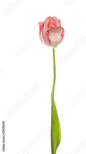 Spring tulip on white background