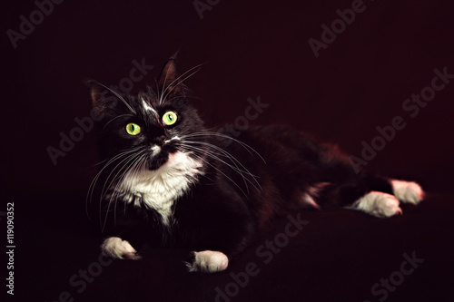 Norwegian Forest Cat lying on a black background