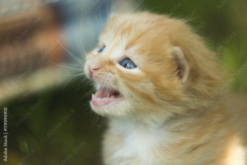 Ginger kitten meows