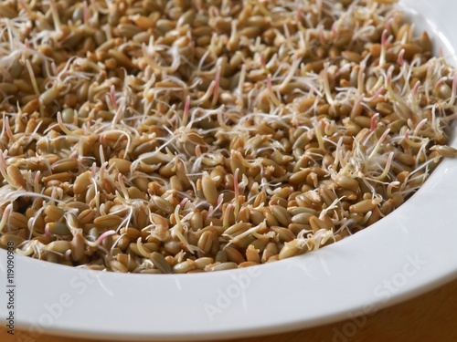 Sprouted rye