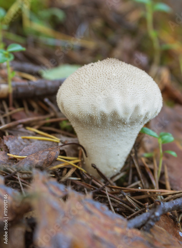 Not a big puffball mushroom (Lycoperdon) photo