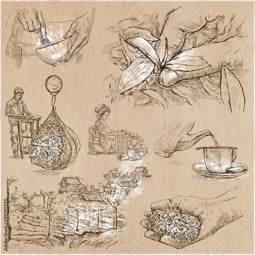 Tea Processing. Agriculture. An hand drawn vector illustration.