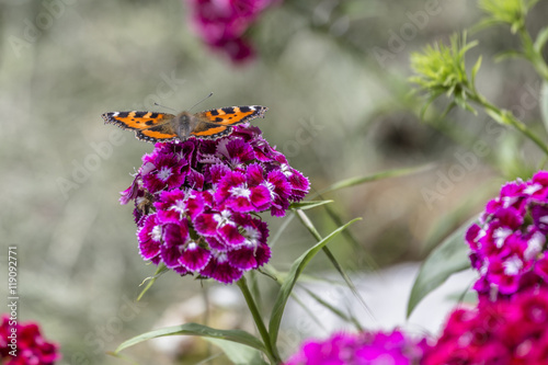 Schmetterling auf einer Blüte