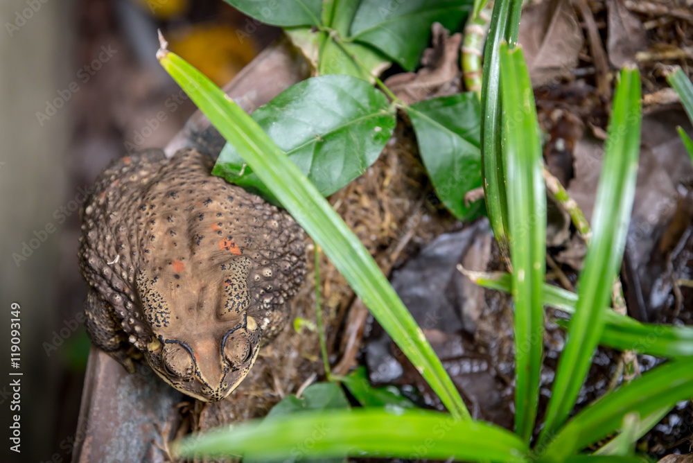 Obraz premium Common Toad on dried pond
