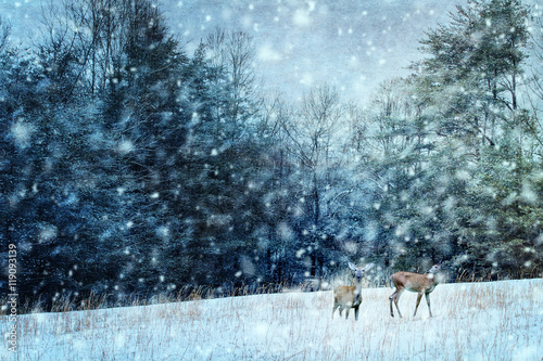 Deer in Winter © Stephanie Frey