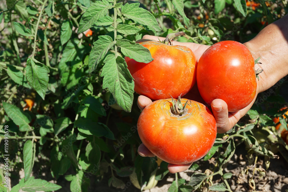 tomato picking in the farm
