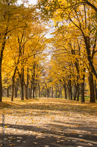 Park path covered in fallen leaves