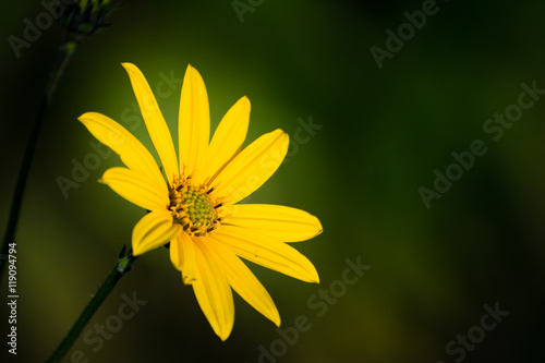 Kwiat Arniki - Arnica posiadający właściwości lecznicze