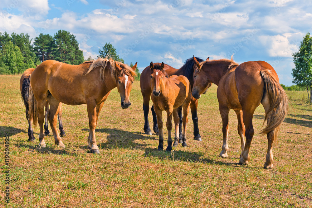 Herd of thoroughbred Russian trotters on a pasture. 