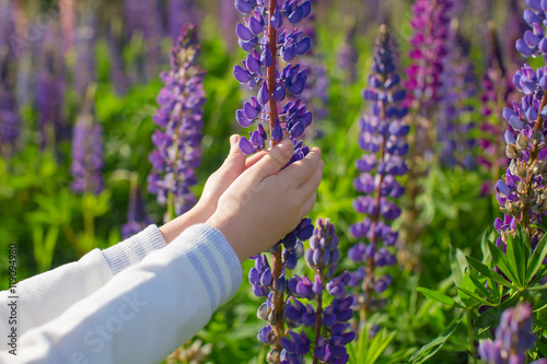 Lupine field with blue flowers