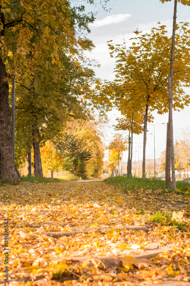 Park path covered in fallen leaves Park path covered in fallen leaves