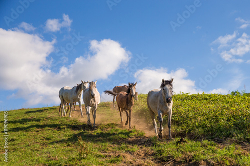 走る馬の集団 © makieni