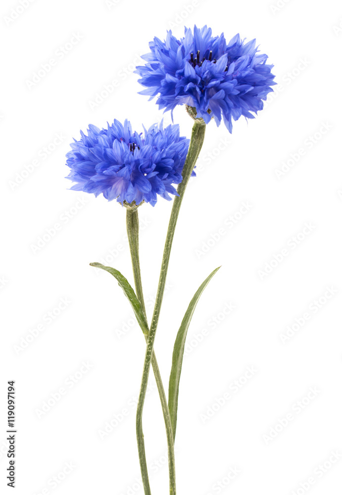 Naklejka premium Blue Cornflower Herb or bachelor button flower head isolated on