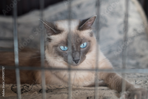 White cat behind bars