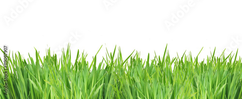 green grass solated on white background