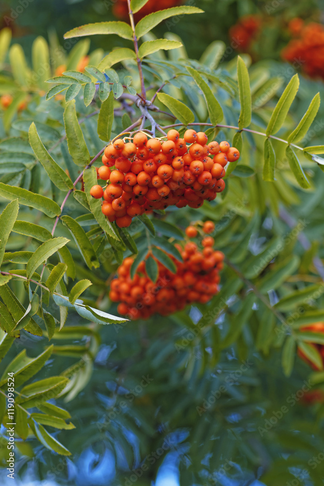Rowanberry on a tree. Red ripe rowan branch in autumn. Selective focus. Rowanberry on a tree. Red ripe rowan branch in autumn. Selective focus.