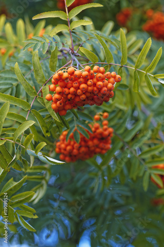 Rowanberry on a tree. Red ripe rowan branch in autumn. Selective focus.
