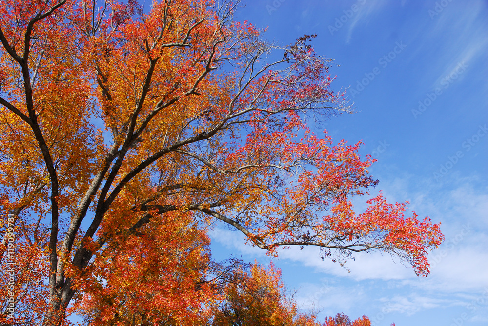autumn tree in red against blue sky