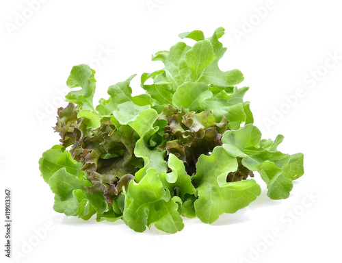 red oak and green oak lettuce isolated on white