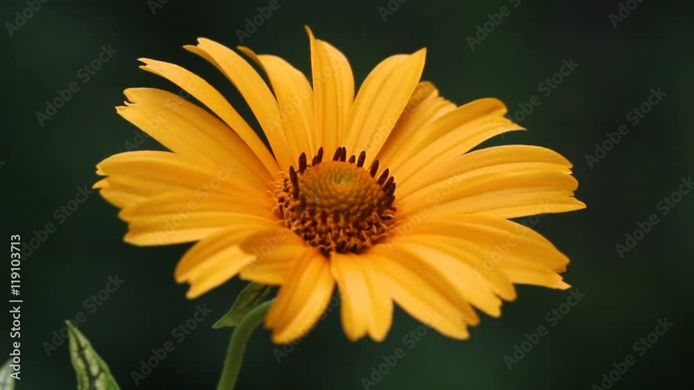 A closeup of yellow wet Heliopsis helianthoides with shallow depth of field. A closeup of yellow wet Heliopsis helianthoides with shallow depth of field.