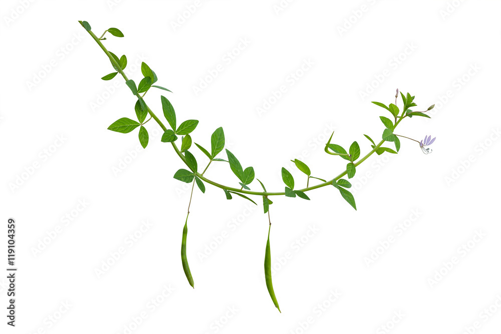 vine plants isolate on white background, Clipping path vine plants isolate on white background, Clipping path