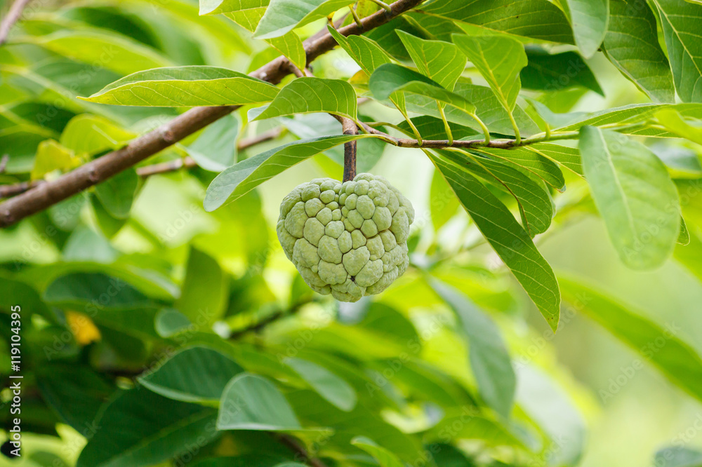 Fototapeta premium Custard apple fruit on green tree in the garden