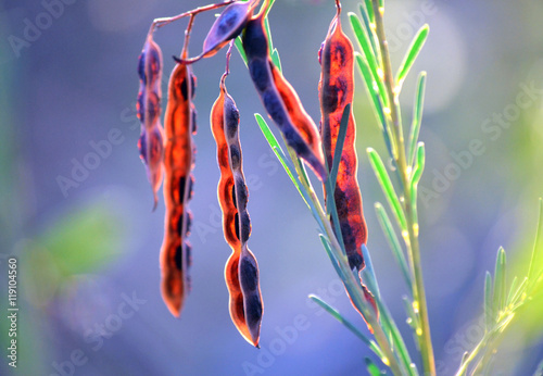 Rich red backlit Wattle (Acacia) seed pods in the Australian bush. Edible bush food.