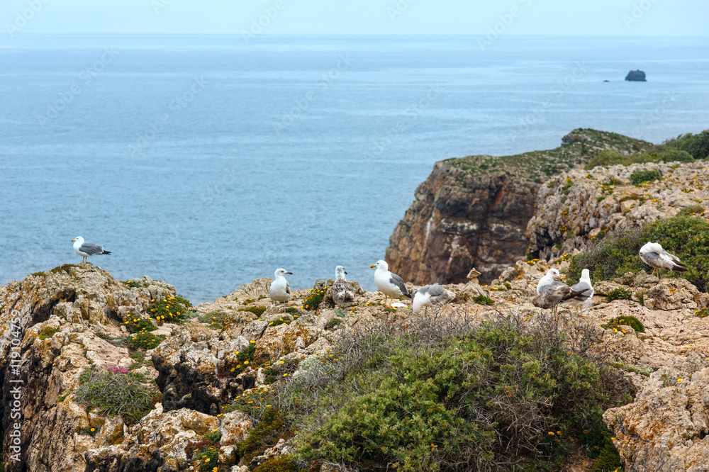 Seagulls on summer rocky coast.