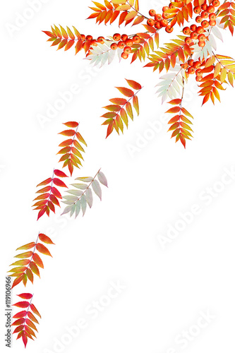 Colorful autumn foliage isolated on white background. Indian sum