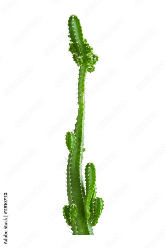 cactus plants isolated on white background cactus plants isolated on white background
