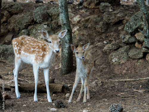 Two young Cervus dama deer