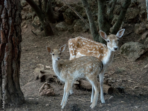 Two young Cervus dama deer © ramoncarretero