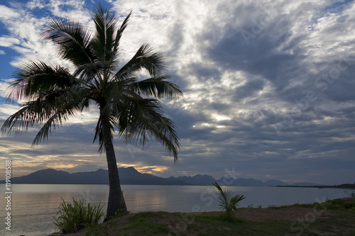 Coconut Palm Tree and Bay